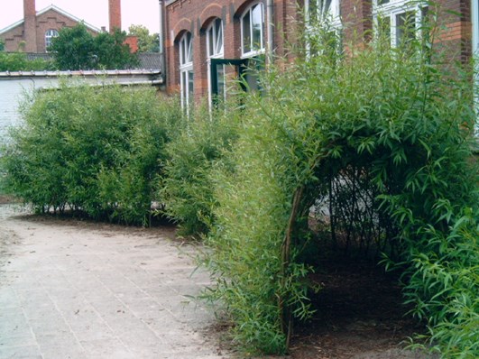 wilgentunnel