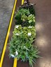 groen in de school