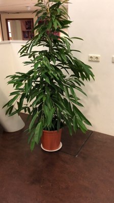 plant op het podium