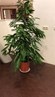 plant op het podium